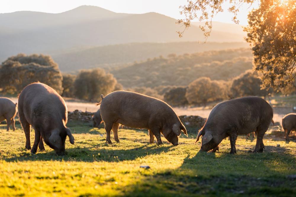 porc élevé sur paille à Chaspuzac